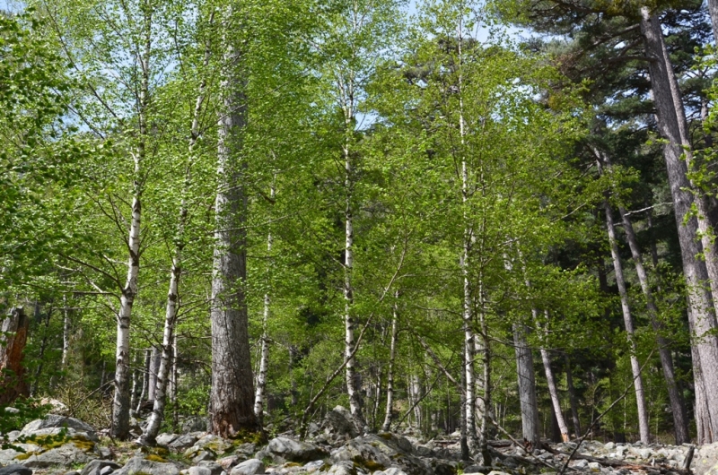 Корсика. Неделя на острове красоты. Май 2014