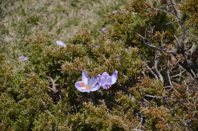 Корсика. Неделя на острове красоты. Май 2014