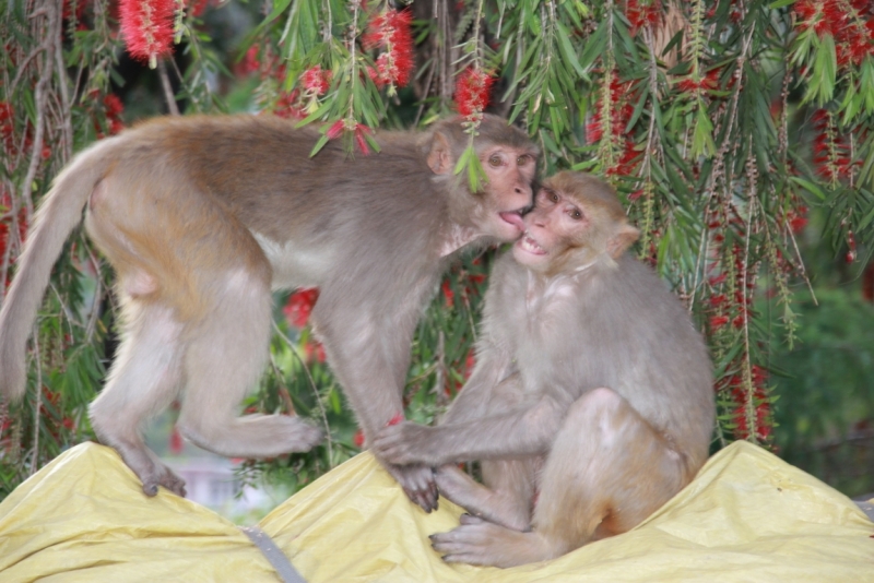 Индия налегке…жизнь начинается там, где заканчивается асфальт