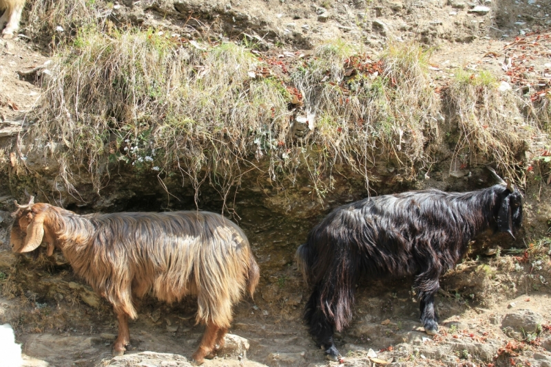 Индия налегке…жизнь начинается там, где заканчивается асфальт