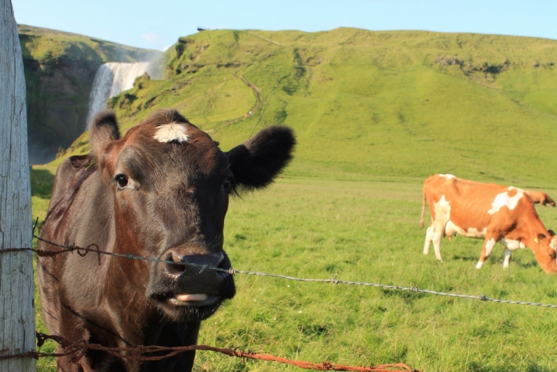 Исландия июль 2013 на мини кемпере