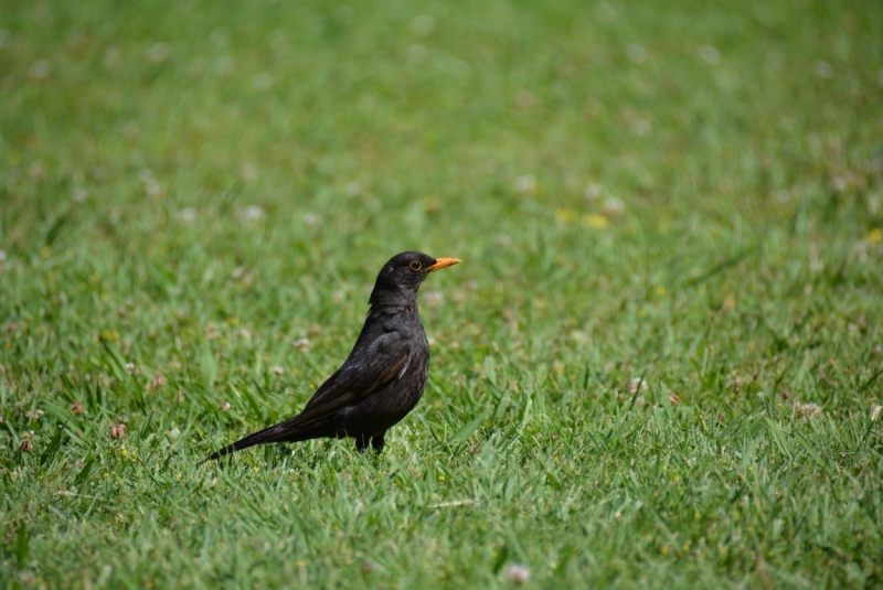 Птицы в фотографиях из путешествий