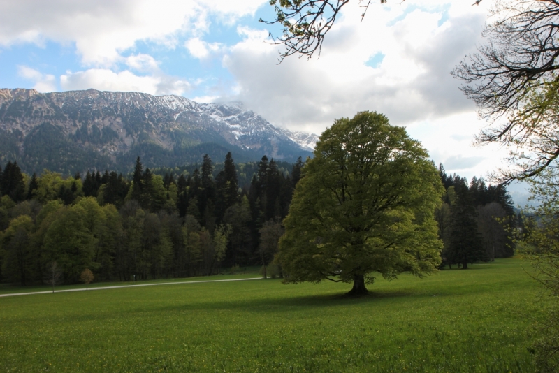 Майская Бавария