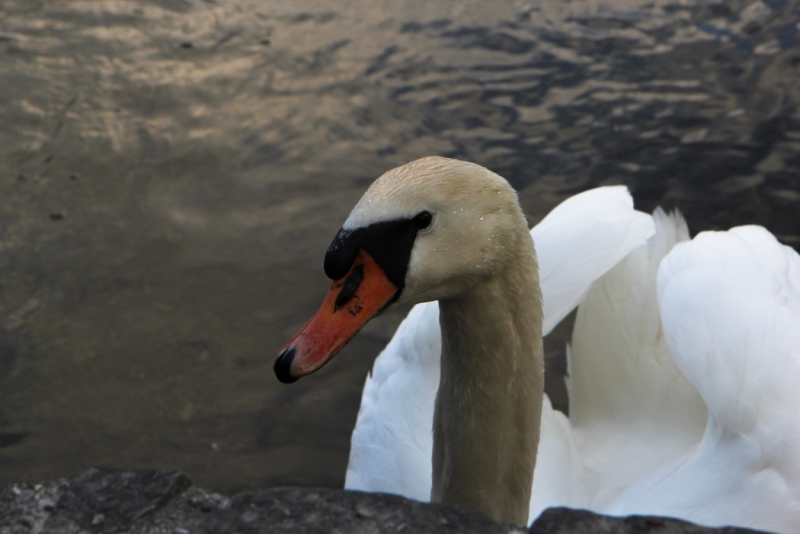 Майская Бавария