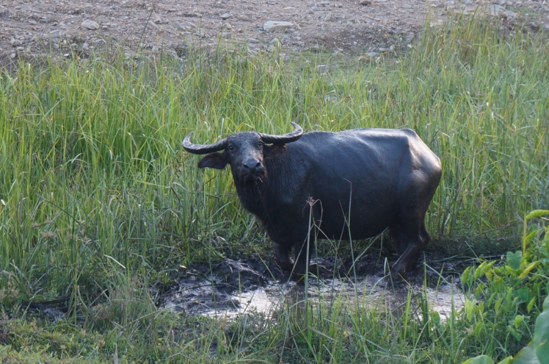 НГ 2014 из Владивостока на собаках Пекин-Лангкави-Самуи-Краби-Пекин с фотками