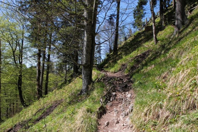 Майская Бавария