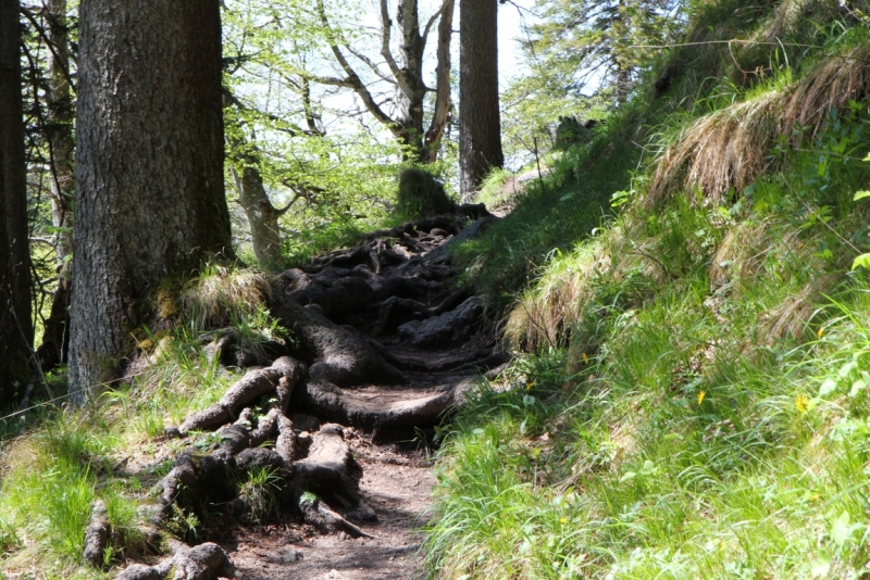 Майская Бавария