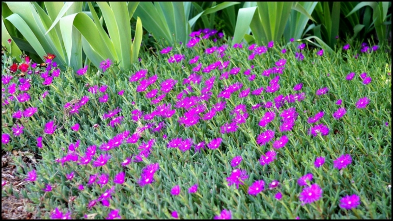 Французское меню (Прованс + Париж)