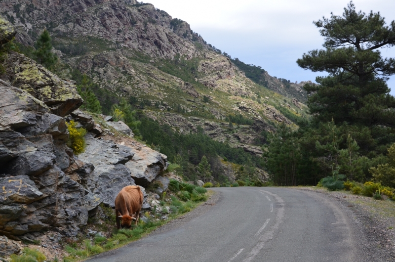 Корсика. Неделя на острове красоты. Май 2014