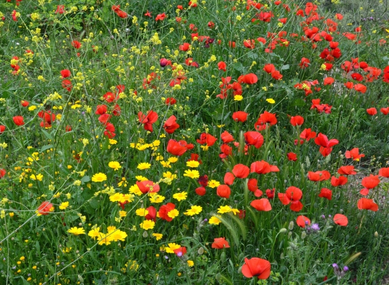 Корсика. Неделя на острове красоты. Май 2014