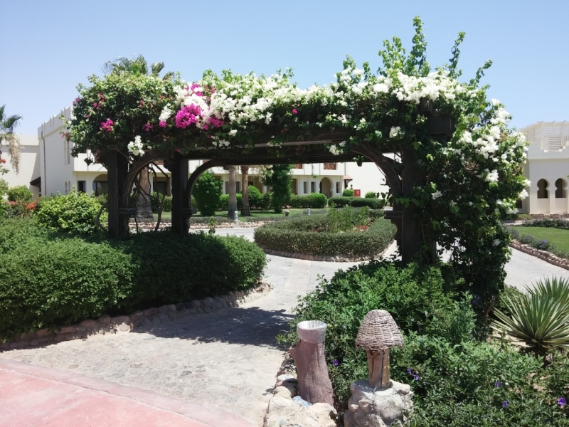 Египет, Шарм-эль-шейх, Sea Club Resort, июнь 2014 Египет, Шарм-эль-шейх, Sea Club Resort, июнь 2014