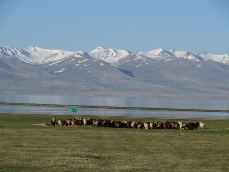 Погода на сон куле. 421d35d08f8c78d9749c43f2a1524909. Погода на сон куле фото. Погода на сон куле-421d35d08f8c78d9749c43f2a1524909. картинка Погода на сон куле. картинка 421d35d08f8c78d9749c43f2a1524909. На высоте около 3000 метров над уровнем моря в горах Тянь-Шаня в северо-западной части Нарынской области Кыргызстана раскинулась долина озера Сон-Куль. Гористые берега, окружающие его кольцом, изолируют это высокогорное озеро от всех основных путей по Центральному Тянь-Шаню. Несколько перевалов, ведущих к озеру, круты и каменисты. Но несмотря на сложную логистику и отсутствие комфортных для путешествия дорог, начиная с весны, а особенно летом, озерные берега Сон-Куля оживают и густо заселяются. Редко где на Тянь-Шане встретишь такое количество кыргызских юрт. Причина – хорошие пастбища. Кочевники пригоняют сюда, на высокогорные луга с сочной травой, стада коров, баранов и табуны лошадей. И пасутся они здесь до осени, пока не наступят заморозки.