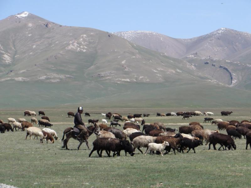 Погода на сон куле. 69837295f2d1739611c10ad4480afd9f. Погода на сон куле фото. Погода на сон куле-69837295f2d1739611c10ad4480afd9f. картинка Погода на сон куле. картинка 69837295f2d1739611c10ad4480afd9f. На высоте около 3000 метров над уровнем моря в горах Тянь-Шаня в северо-западной части Нарынской области Кыргызстана раскинулась долина озера Сон-Куль. Гористые берега, окружающие его кольцом, изолируют это высокогорное озеро от всех основных путей по Центральному Тянь-Шаню. Несколько перевалов, ведущих к озеру, круты и каменисты. Но несмотря на сложную логистику и отсутствие комфортных для путешествия дорог, начиная с весны, а особенно летом, озерные берега Сон-Куля оживают и густо заселяются. Редко где на Тянь-Шане встретишь такое количество кыргызских юрт. Причина – хорошие пастбища. Кочевники пригоняют сюда, на высокогорные луга с сочной травой, стада коров, баранов и табуны лошадей. И пасутся они здесь до осени, пока не наступят заморозки.