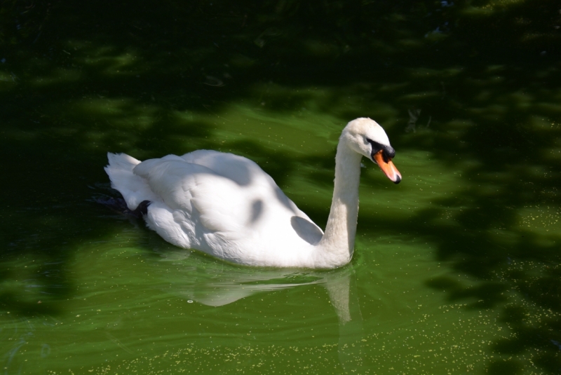 Птицы в фотографиях из путешествий