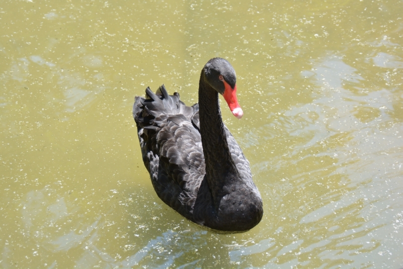 Птицы в фотографиях из путешествий