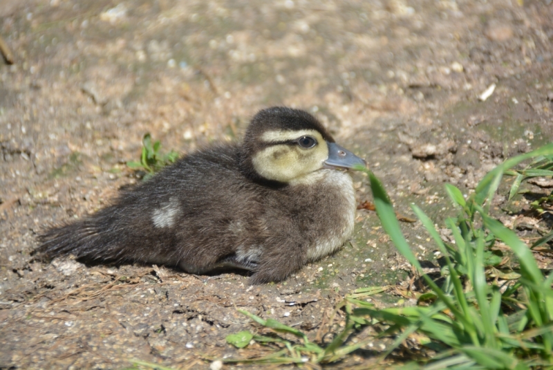 Птицы в фотографиях из путешествий