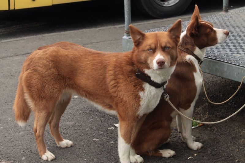 Исландия июль 2013 на мини кемпере