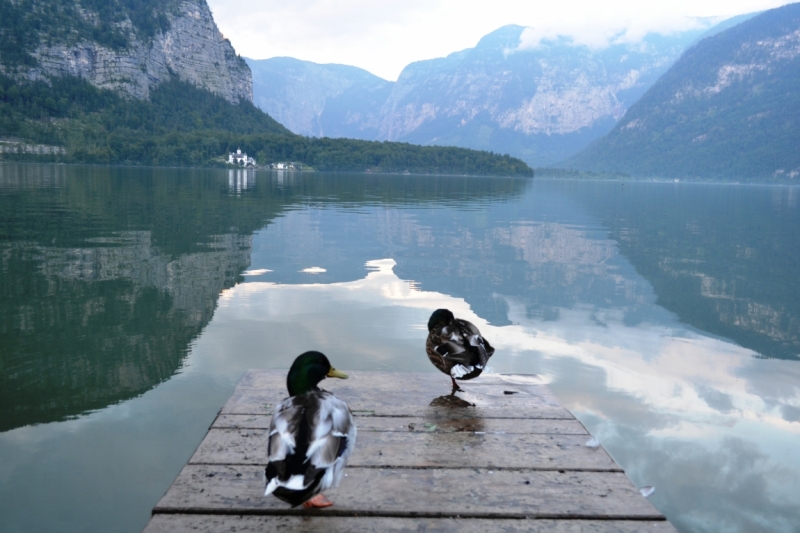 Австрия горная -Гальштат, Гросглокнер; Бавария-озера, Берхтесгаден,Ротенбург-на-Таубере