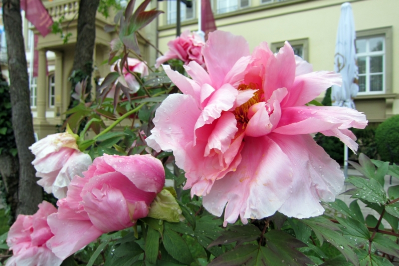 Германия 2014. Провинциальная Германия - майская традиция.