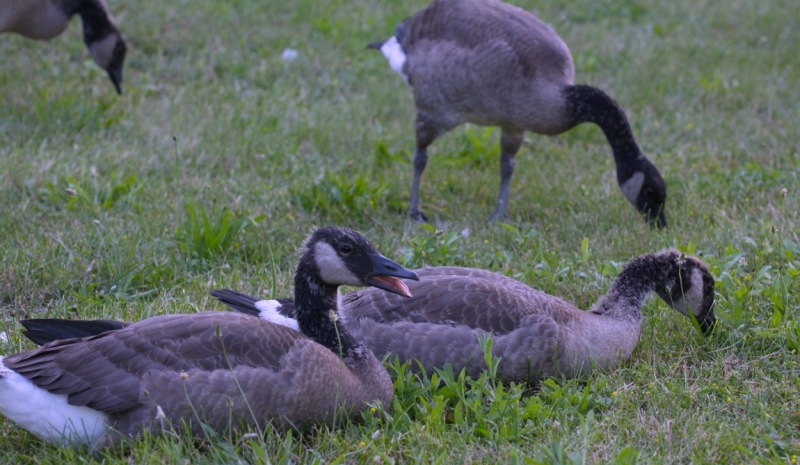 Птицы в фотографиях из путешествий