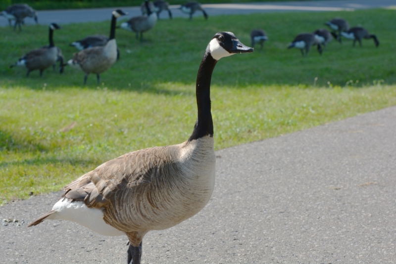 Птицы в фотографиях из путешествий