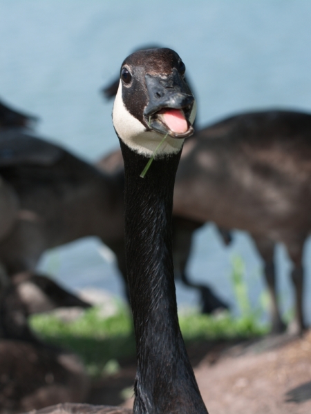 Птицы в фотографиях из путешествий