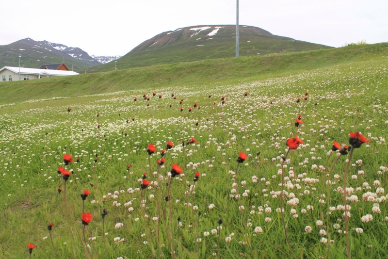 Исландия июль 2013 на мини кемпере