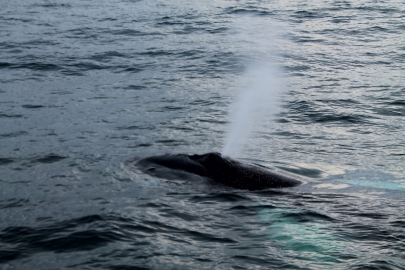 Исландия июль 2013 на мини кемпере