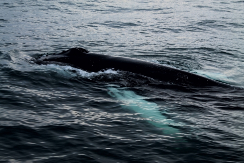 Исландия июль 2013 на мини кемпере