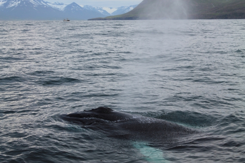 Исландия июль 2013 на мини кемпере