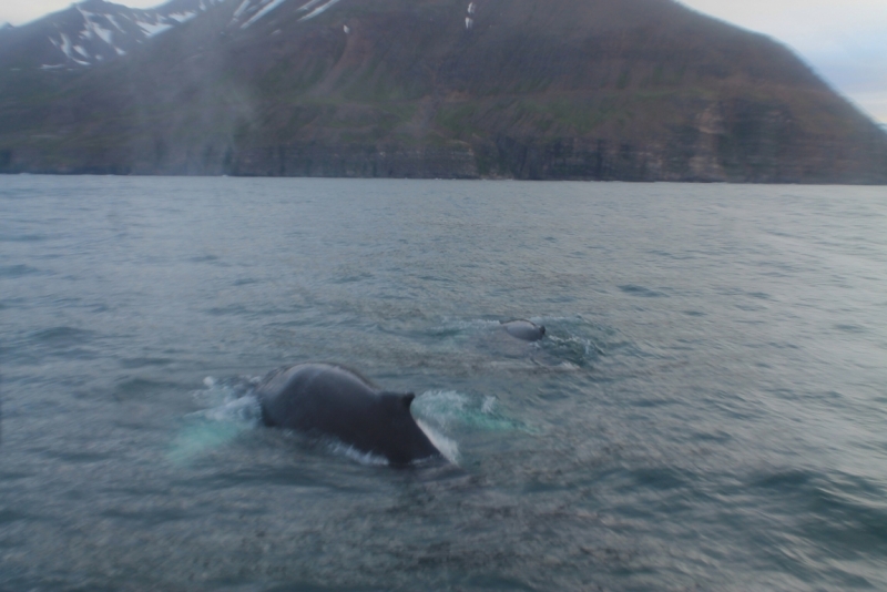 Исландия июль 2013 на мини кемпере