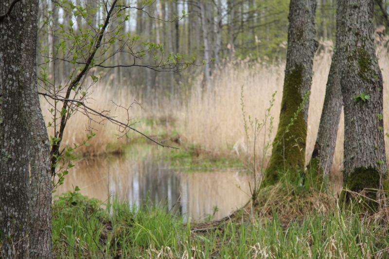 Латвия отдых на природе