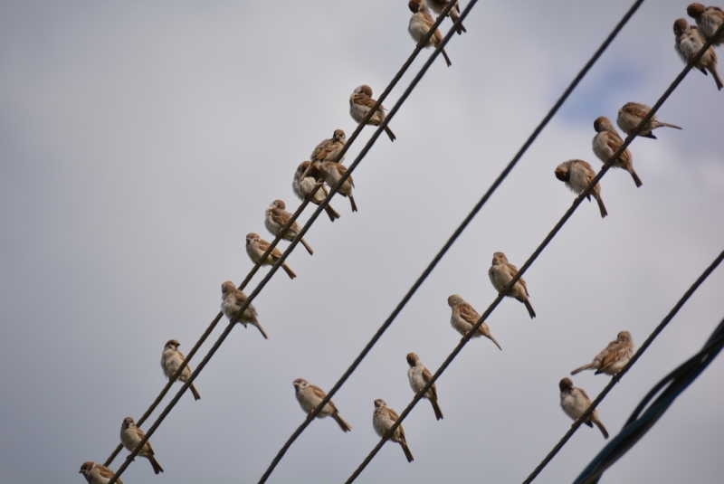 Птицы в фотографиях из путешествий