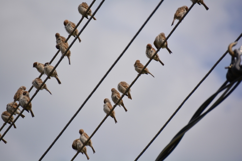 Птицы в фотографиях из путешествий