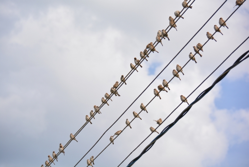 Птицы в фотографиях из путешествий