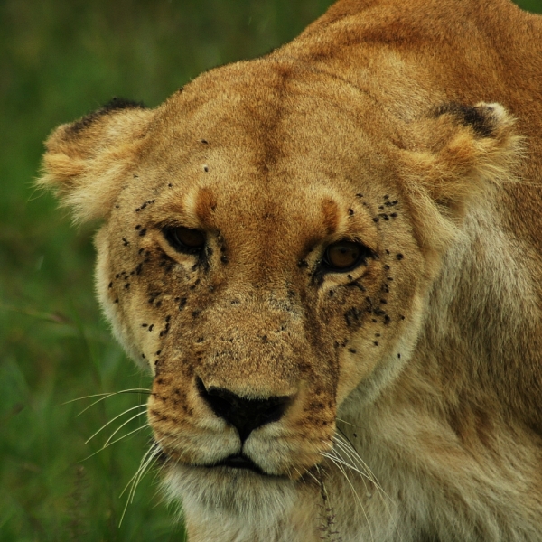 Кения апрель 2014