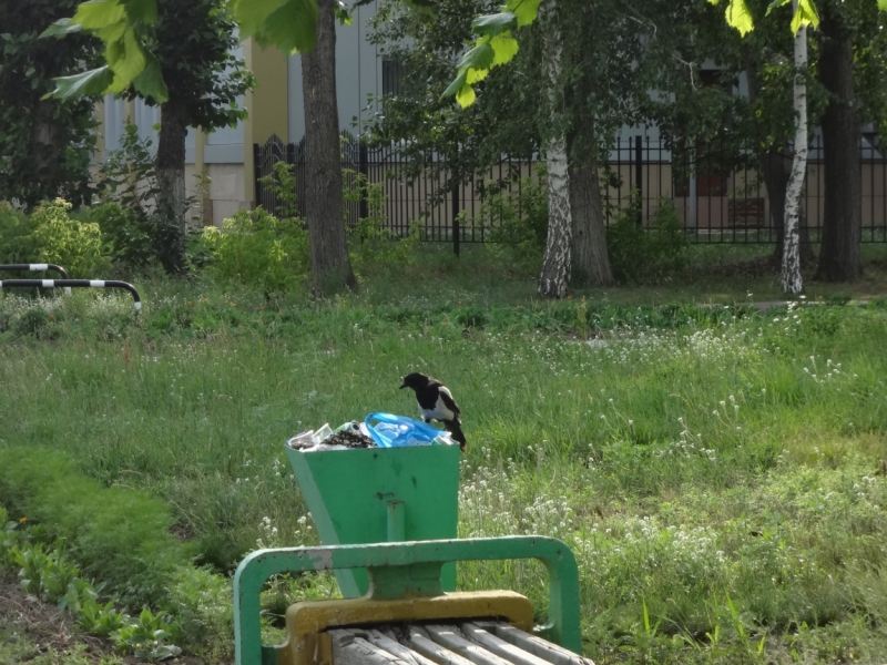 Яровое озеро Алтайский край отзывы