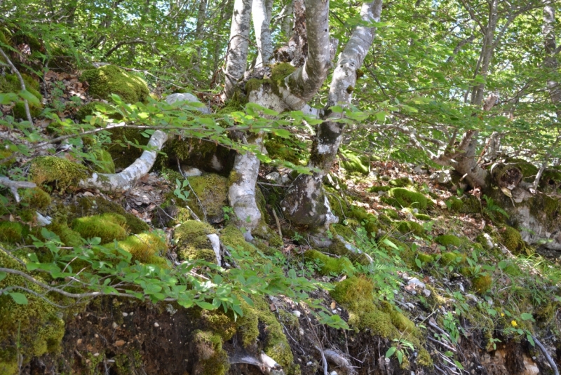 Спуск к Котору