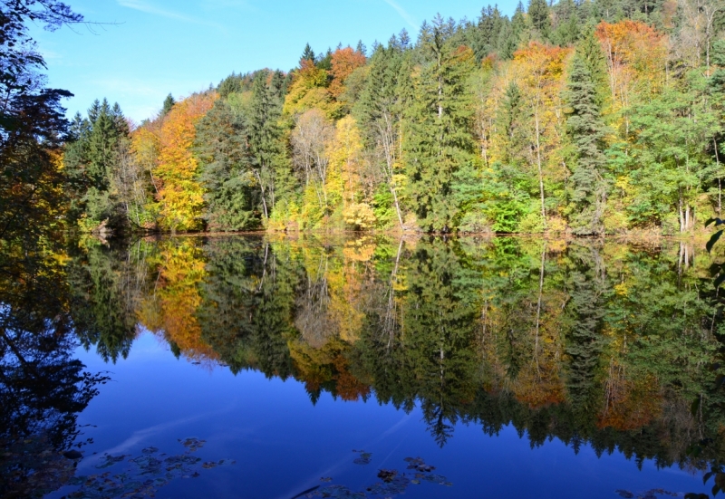 Взгляд сквозь лужу: отражения мира в фотографиях