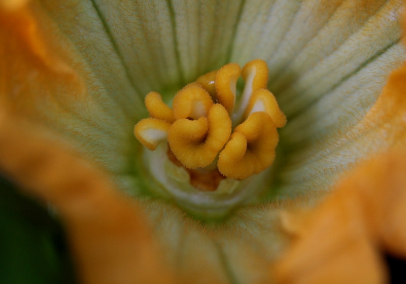 Макро со всего света