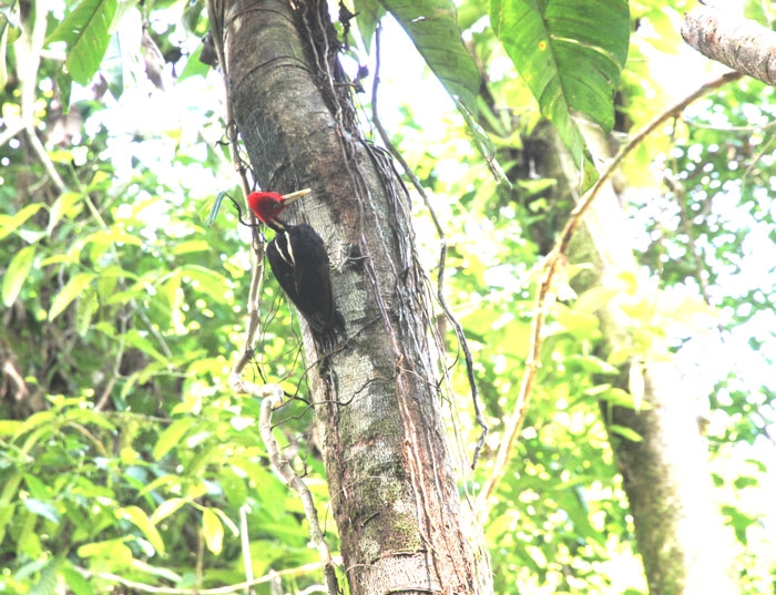 Нью-Йорк-Коста-Рика(Corkovado)-Панама(Bocas del Toro) июнь 2014