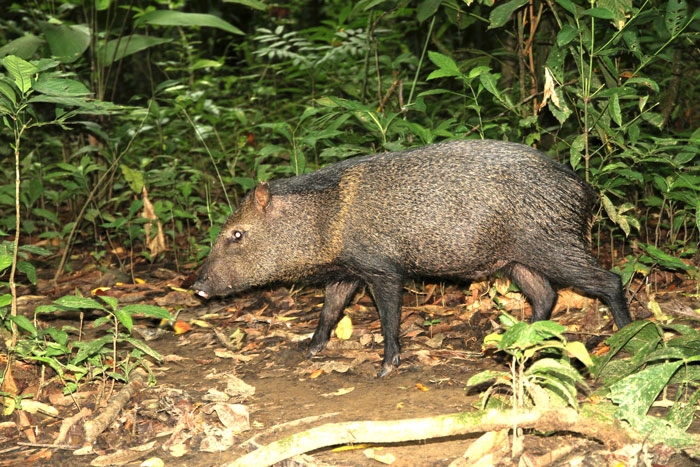 Нью-Йорк-Коста-Рика(Corkovado)-Панама(Bocas del Toro) июнь 2014