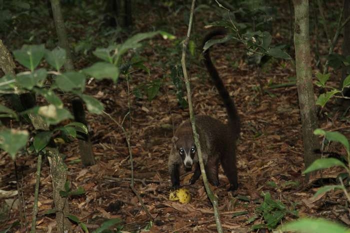 Нью-Йорк-Коста-Рика(Corkovado)-Панама(Bocas del Toro) июнь 2014