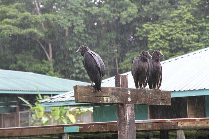 Нью-Йорк-Коста-Рика(Corkovado)-Панама(Bocas del Toro) июнь 2014