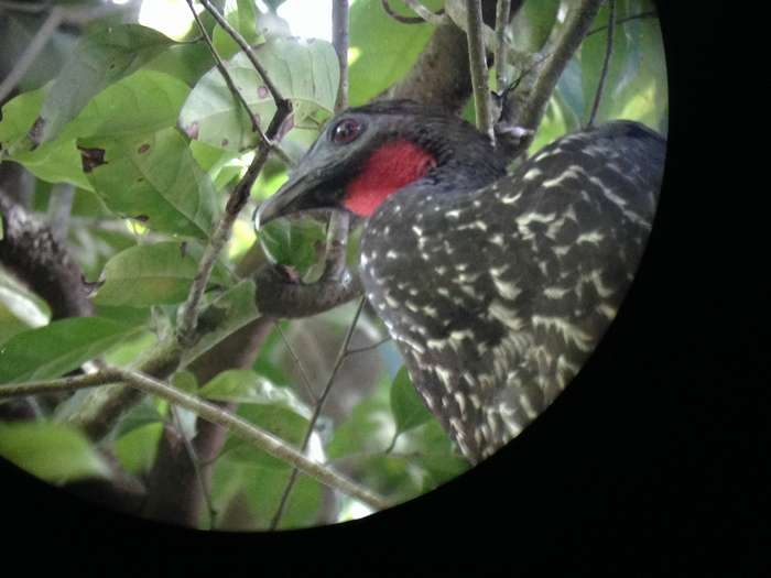 Нью-Йорк-Коста-Рика(Corkovado)-Панама(Bocas del Toro) июнь 2014