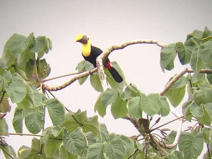 Нью-Йорк-Коста-Рика(Corkovado)-Панама(Bocas del Toro) июнь 2014