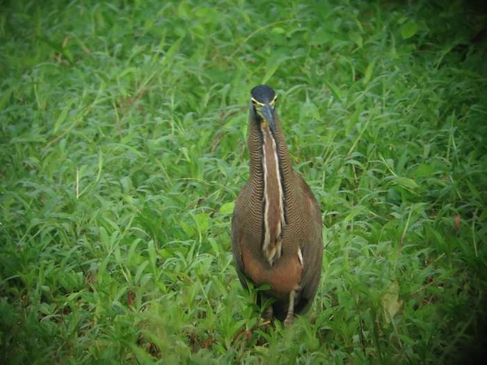 Нью-Йорк-Коста-Рика(Corkovado)-Панама(Bocas del Toro) июнь 2014