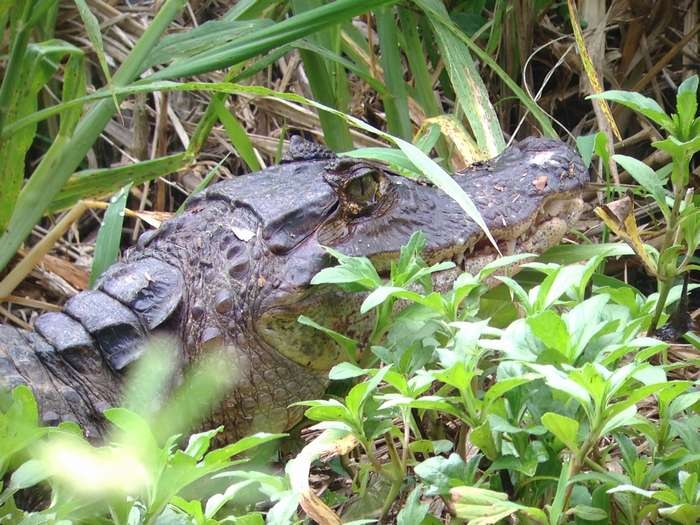 Нью-Йорк-Коста-Рика(Corkovado)-Панама(Bocas del Toro) июнь 2014