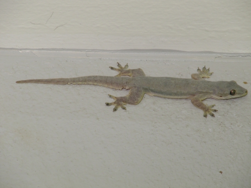 Очерки о жизни семьи 50+ в посёлке под Хуа Хином.