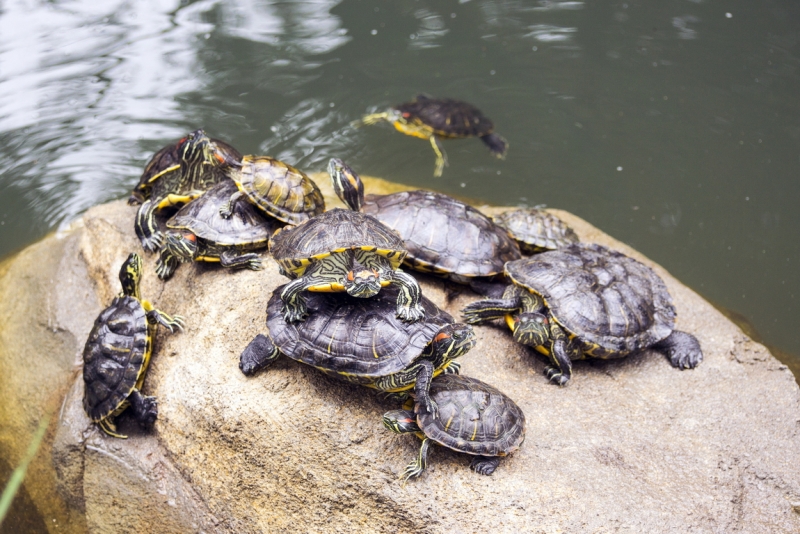 Пекин-Тяньцзинь-Шанхай-Шэньчжэнь-Гуанчжоу-Гонконг-Макао апрель-май 2014